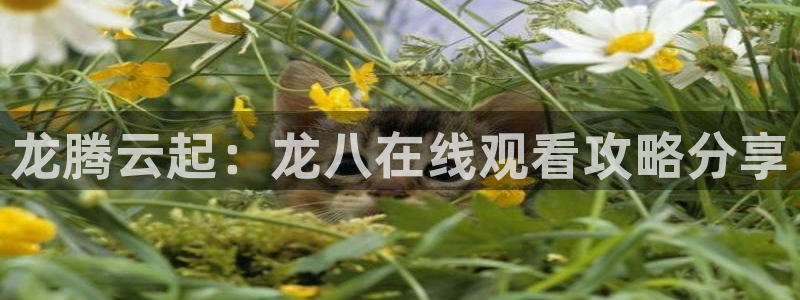 幸运彩招商：龙腾云起：龙八在线观看攻略分享