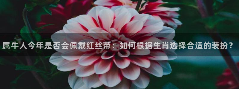 幸运彩：属牛人今年是否会佩戴红丝带：如何根据生肖选择合适的装扮？